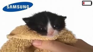 Kitten Meows but phones low battery sounds