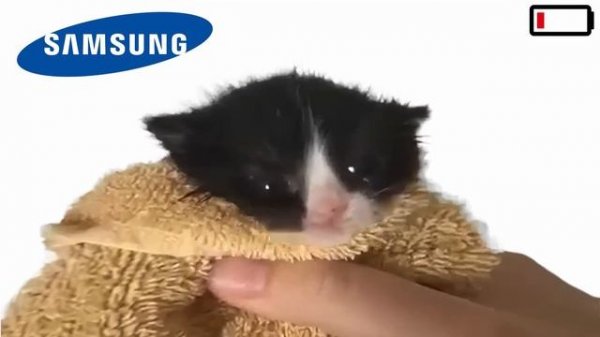 Kitten Meows but phones low battery sounds