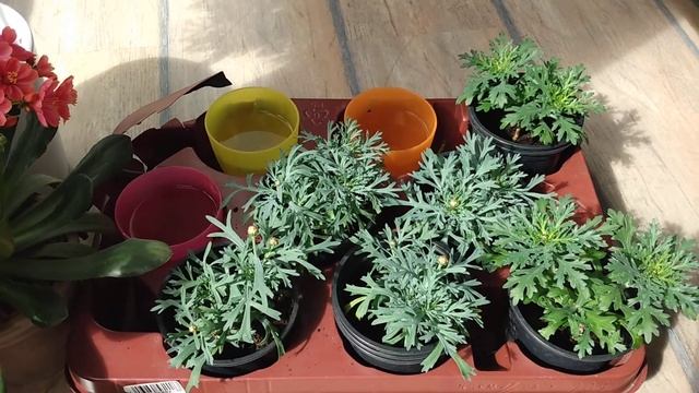 Аргирантемум. Итоги зимнего черенкования. Растим штамбовое деревце. смотреть онлайн