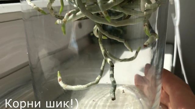 Phalaenopsis in my collection part 2. Ф-сы часть 2 смотреть онлайн