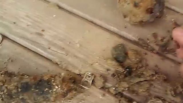 Коп на пляже кривой рог. Первое золото смотреть онлайн