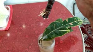 Кодиеум пёстрый Размножение красивого но опасного цветка.