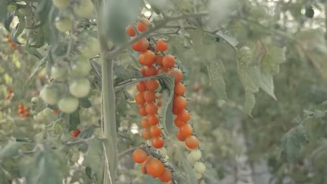 Китайские теплицы Аграрный Китай смотреть онлайн