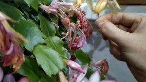 Реально ли вырастить декабристы из своих семян? Часть 0. Опыление цветков (ягоды на декабристе).