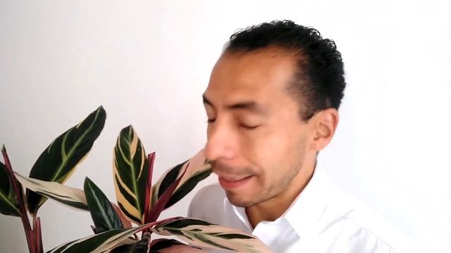 CÓMO CUIDAR LA CALATHEA TRIOSTAR [Pluma e' Indio] Características de la planta смотреть онлайн