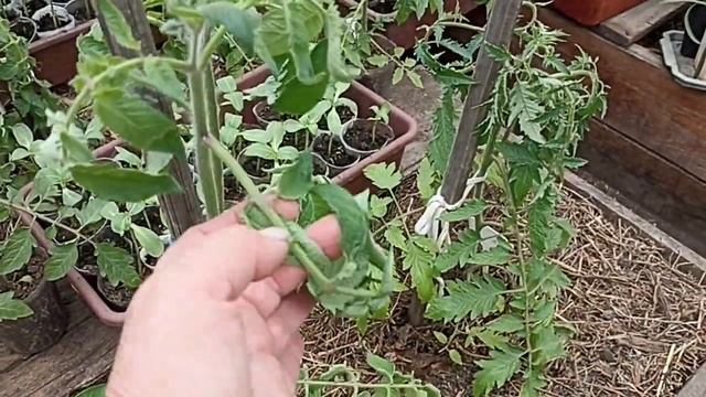 ? Огородный Vlog. Первая подкормка томатов. Обзор томатов. смотреть онлайн