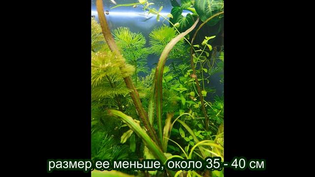 Криптокорина 'Махараштра'- Cryptocoryne 'Maharashtra Red'