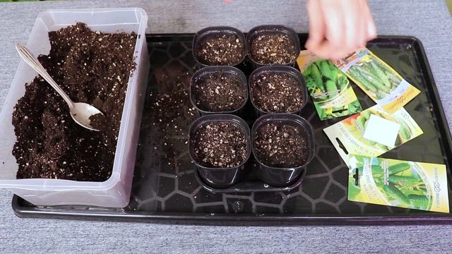 Как правильно посеять огурцы, арбузы и дыни на рассаду? смотреть онлайн