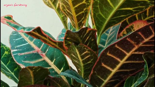 How to Care Croton Plant in Summer 🔥🔥🌡️गर्मी मे क्रोटन प्लांट की देखभाल कैसे करें смотреть онлайн