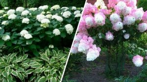 ЧТО ПОСАДИТЬ перед ДОМОМ? Лучшие растения для посадки перед домом.Цветник-клумба возле дома.