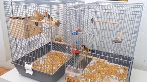 #содержание_щегла(часть2)