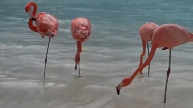 Доклад по природоведению Красная Книга 3 класс смотреть онлайн