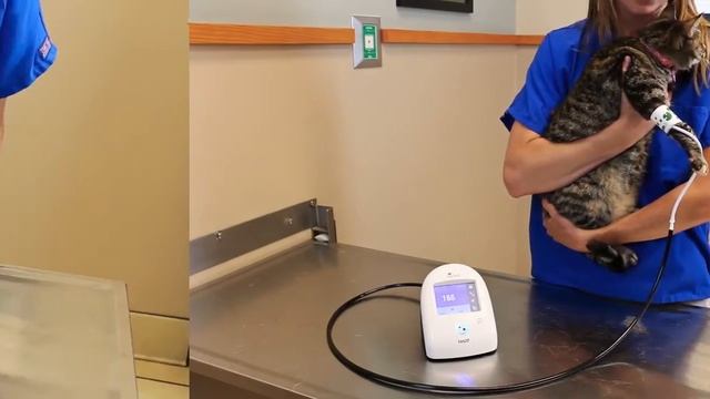 Ветеринарный тонометр SunTech Vet20 - Измерение артериального давления у кошек и собак смотреть онлайн