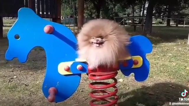 Lavender, Lilac Pomeranian BIA'S Little World Please inquire only WhatsApp ±40 771280634 смотреть онлайн