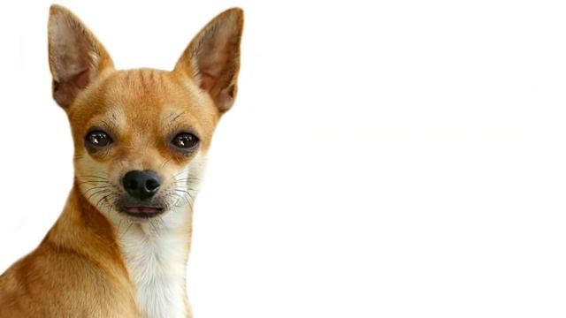 Чихуахуа - породы собак. смотреть онлайн