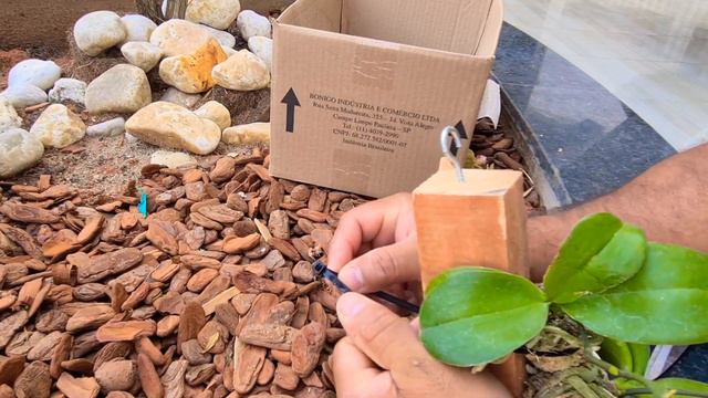 Micro phalaenopsis flameadas replantadas no caibro de peroba смотреть онлайн