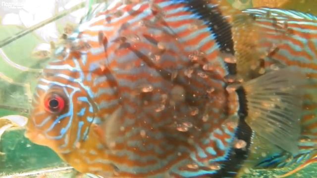 дискусы, советы, секреты, HOW TO: Keep Discus, La Deposizione Delle Uova Discus, Breeding Of Discus