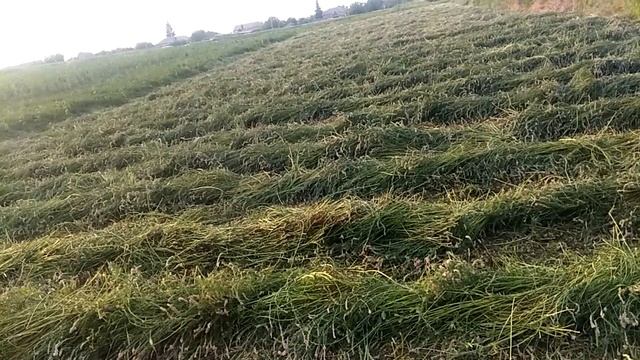 СЕНОКОС 3 часть смотреть онлайн