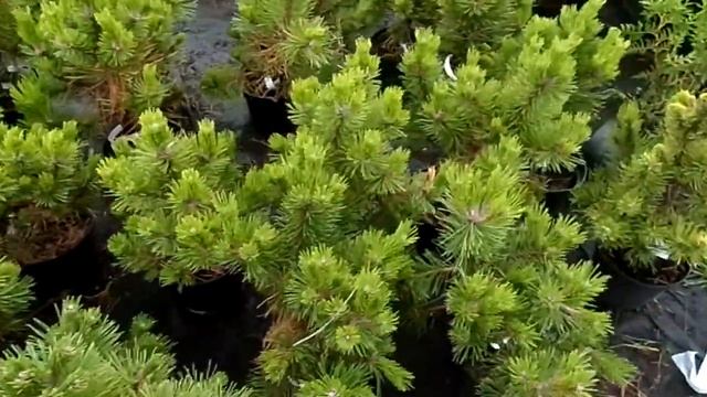 Саженцы черной сосны в питомнике Hoga смотреть онлайн