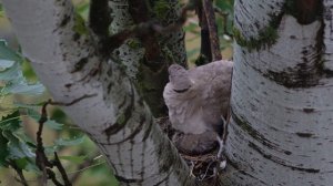 Горлица и птенцы. Кормление.