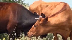 Откуда у коровы молоко | All About