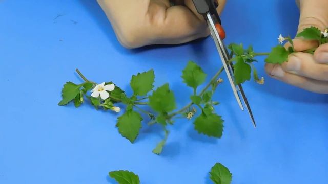 ?БАКОПА ИЗ ЧЕРЕНКА ! ЛЕГКО И ПРОСТО . ? смотреть онлайн