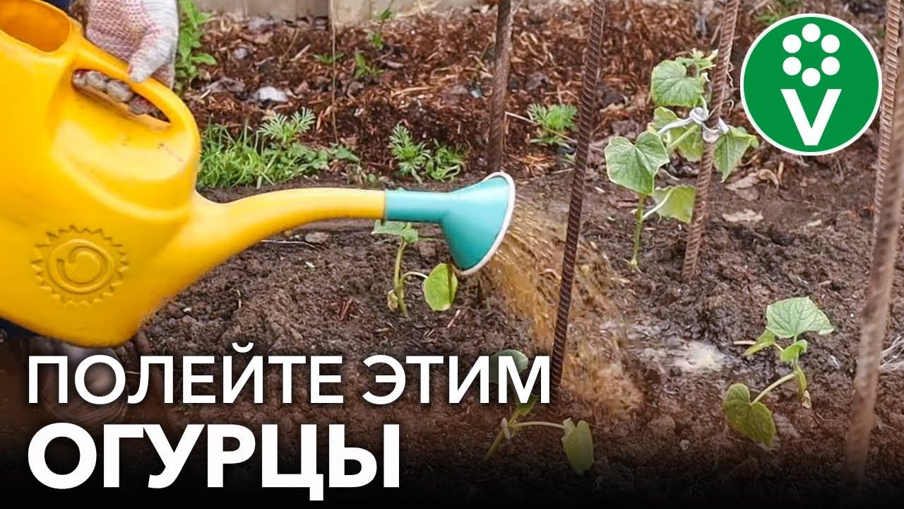 БУДЕТЕ СОБИРАТЬ ОГУРЦЫ ВЕДРАМИ РАНЬШЕ ВСЕХ! Лучшие подкормки для огурцов смотреть онлайн
