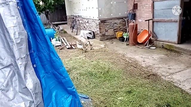 Камори в хозяйстве. Новости с усадьбы смотреть онлайн