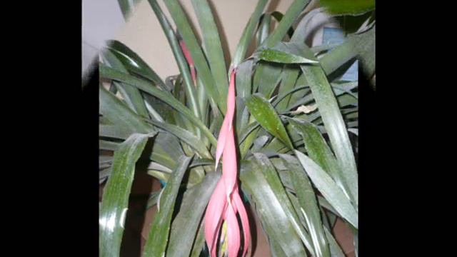 Billbergia nutans. My flowers.wmv смотреть онлайн