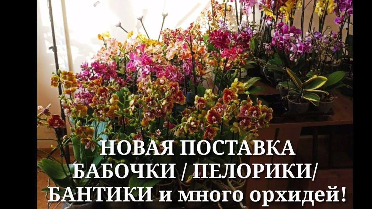ПРООРХИДЕИ / НОВАЯ ПОСТАВКА ОРХИДЕЙ. Много вкусностей. 6.07.24. смотреть онлайн