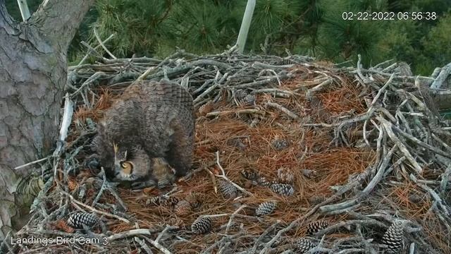 Savannah Great Horned Owls_defensive posture to a threat/ Оборонительная поза при угрозе смотреть онлайн