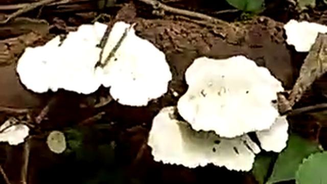 clam shell mushroom ? смотреть онлайн