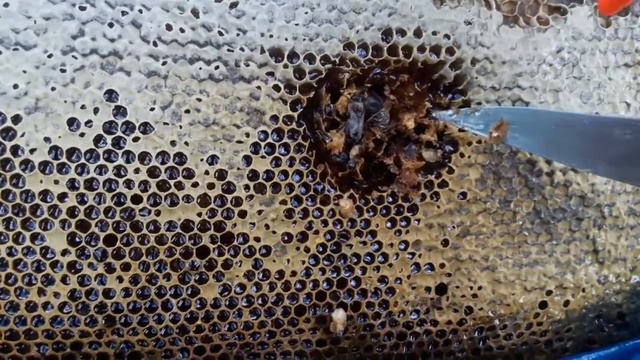 МЁД В СОТАХ, личинки пчёл в сотах смотреть онлайн
