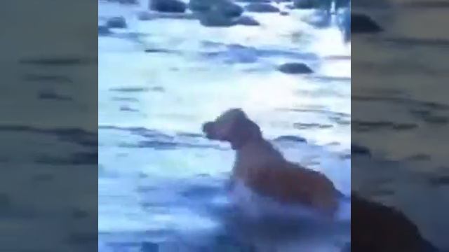 Собака ловит крупную рыбу в реке смотреть онлайн