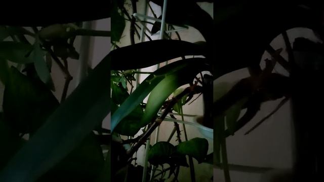 БЛОГ : Моя красавица🎋 ОРХИДЕЯ... смотреть онлайн