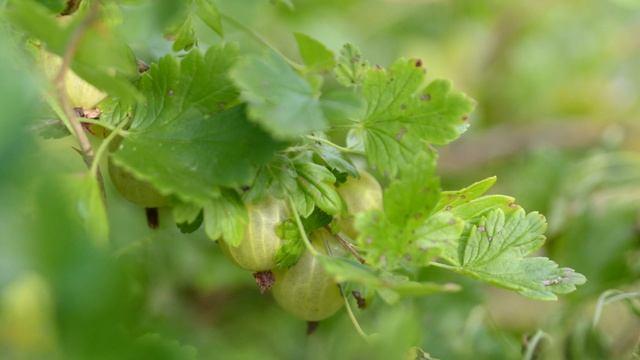 Крыжовник вёдрами собираю после такой подкормки крыжовника весной! смотреть онлайн
