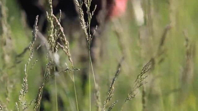 Видеотест объектива Юпитер 37А 3.5/135 + Canon EOS 550D смотреть онлайн