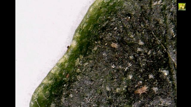 [Natalex] Паутинный клещ под микроскопом...