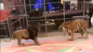 Лев и тигр деруца