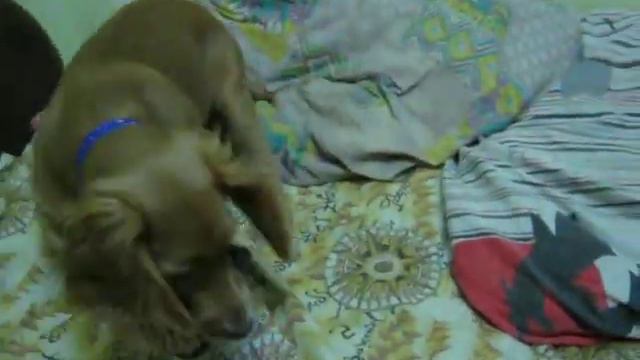 Puppy and mobile (Щенок и телефон) смотреть онлайн
