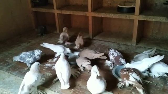 Голубям не конфортна замена кормов.