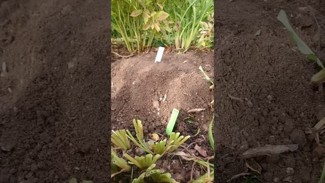 Сажаем пионы 1 смотреть онлайн