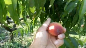 Персик июньский.Самый ранний. 8июня