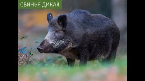 ВИДЕОУРОК Смешанные леса 2