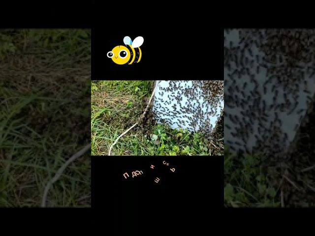 Рой пчел смотреть онлайн