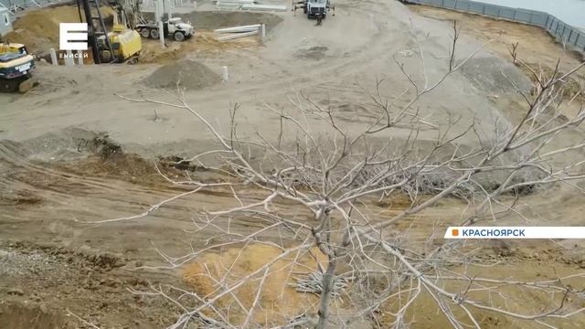 Жители Академгородка встали на защиту редкого полувекового дерева: его собираются срубить смотреть онлайн