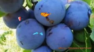 Слива обыкновенная Ренклод Советский ? обзор: как сажать, саженцы сливы Ренклод Советский