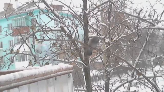 Кормушка для птиц за окном смотреть онлайн