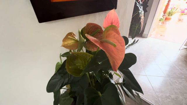 Visitando auténtico y lindo jardín tropical de una suscriptora: PLANTAS de VERANO y de INVIERNO | A смотреть онлайн