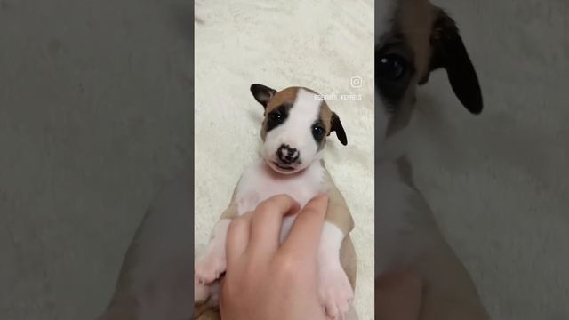 Девочка-картинка #уиппет #манга #manga #whippet #bestfriend #cute #denwer_kennels #bestpuppies смотреть онлайн